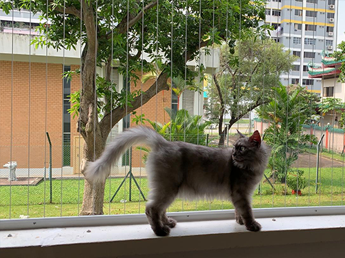 invisible grille for cats